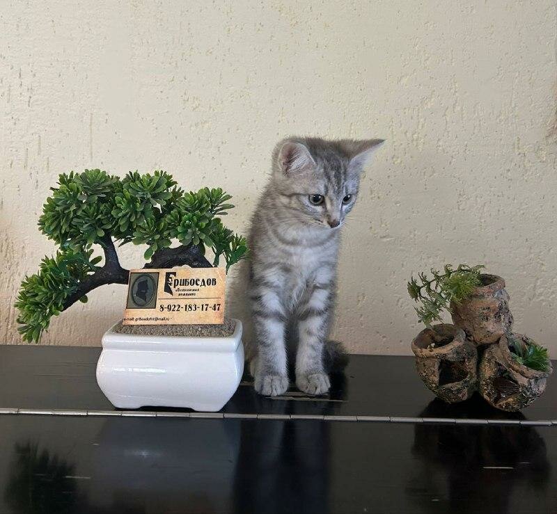 Гостевой дом Грибоедов Нижний Тагил-9