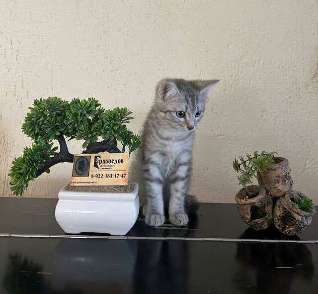 Гостевой дом Грибоедов Нижний Тагил-8